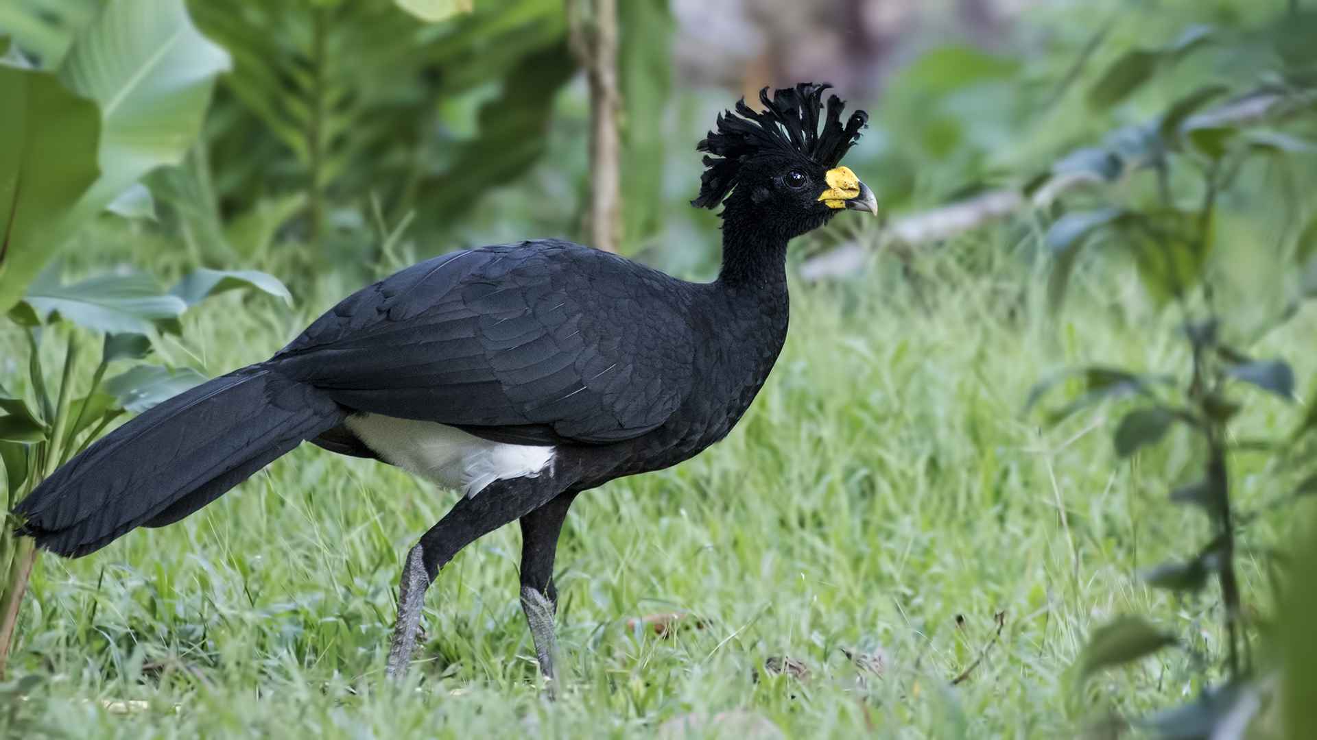 Great Curassow
